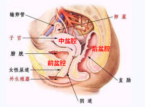 產后盆底康復，要不要做？