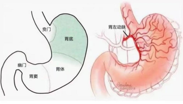不開刀不吃藥不餓肚子，微創(chuàng)介入減肥靠譜嗎？